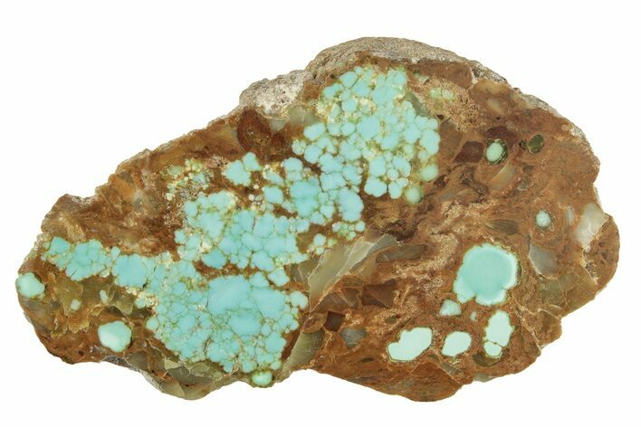 Polished Turquoise Section - Number Mine, Carlin, NV #244464